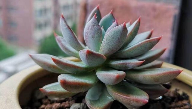 多肉招惹蚧壳虫的原因 处理方法 快资讯 多肉招惹蚧壳虫的原因 处理方法 快资讯