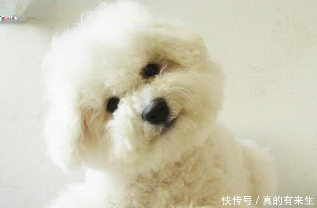 比熊犬低智商的 6种表现 你家狗子占了几个 快资讯