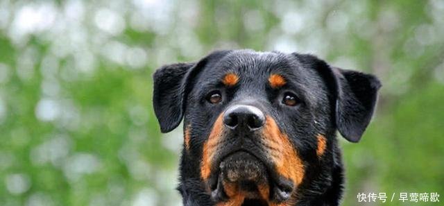 适合男生养的5种狗狗排行 哈士奇竟排老二 第一种女生千万别养 快资讯