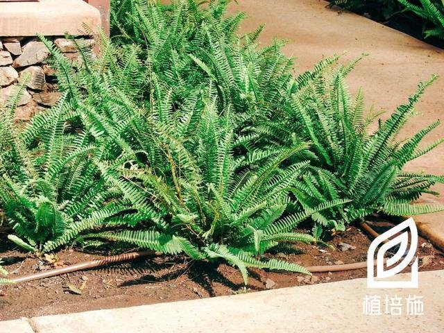 植培施 肾蕨nephrolepis Cordifolia 蕨类花卉栽培手册 快资讯 植培施 肾蕨nephrolepis Cordifolia 蕨类花卉栽培手册 快资讯