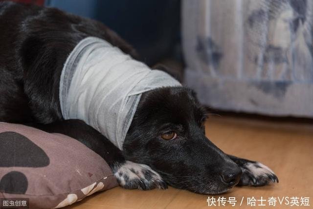 宠物医生 狗狗伤口化脓了 用这种方法清创才能让伤口更好的愈合 快资讯 宠物医生 狗狗伤口化脓了 用这种方法清创才能让伤口更好的愈合 快资讯