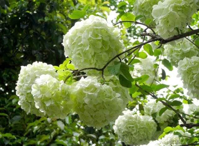 木绣球又名绣球 忍冬科落叶或半常绿灌木 快资讯