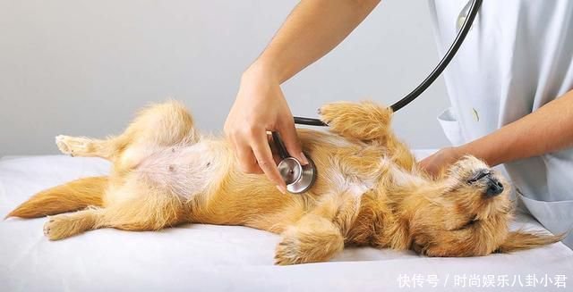 狗狗呼吸困难 还不喜欢运动 可能患上3种老年犬易发的心脏病 快资讯 狗狗呼吸困难 还不喜欢运动 可能患上3种老年犬易发的心脏病 快资讯