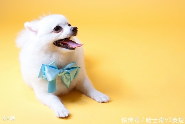 世界名犬 博美犬 Pomeranian 快资讯