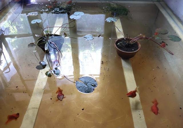 为什么大换水后 金鱼摄食鳃部不断冒泡 这样对于金鱼有害吗 快资讯 为什么大换水后 金鱼摄食鳃部不断冒泡 这样对于金鱼有害吗 快资讯