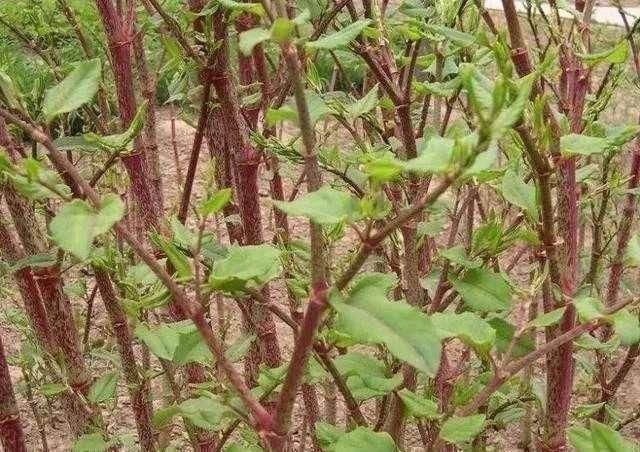 农村阴沟里这种野草 人称 活血龙 能当野菜吃 还能活血化瘀 快资讯