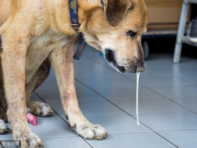 狗狗流鼻涕 一般是这4种原因 如果鼻涕有颜色主人要小心 快资讯