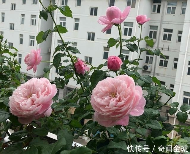 秋天梅雨季节来临 月季花要这样施肥 做好3点 才会蹭蹭的生长 快资讯 秋天梅雨季节来临 月季花要这样施肥 做好3点 才会蹭蹭的生长 快资讯