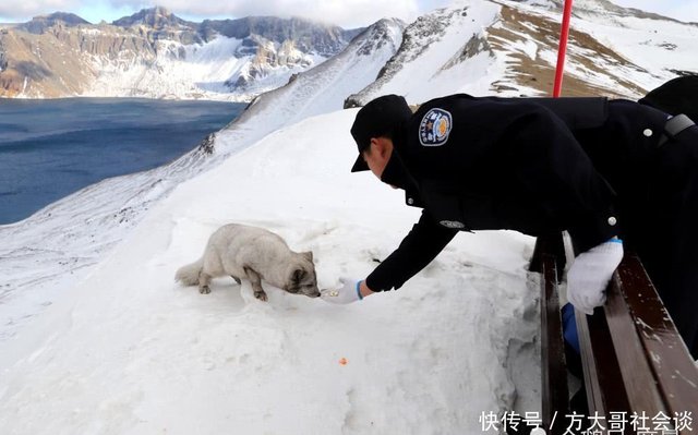 雪山飞狐 吉林长白山天池惊现雪狐 快资讯