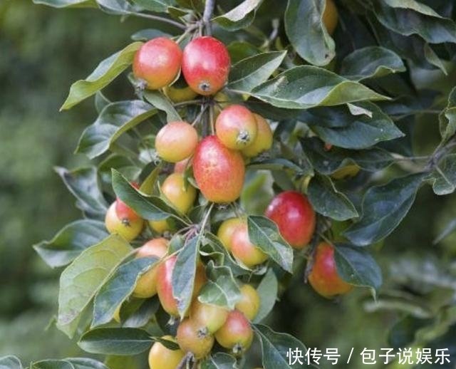 山上的1种 野果树 被称为海棠树 果子通红 小时候喜欢摘 快资讯 山上的1种 野果树 被称为海棠树 果子通红 小时候喜欢摘 快资讯
