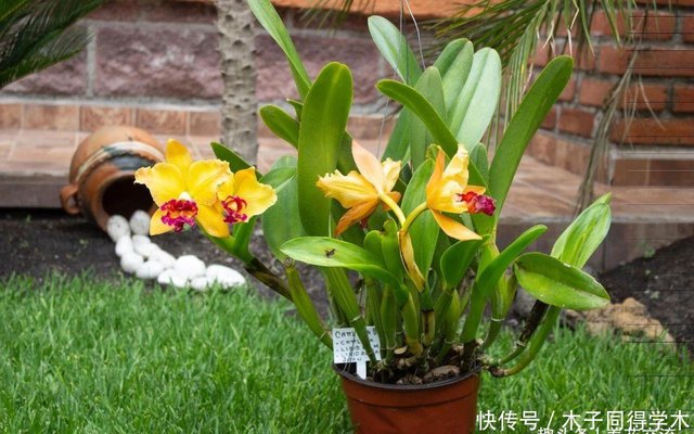 被称为 兰之王后 洋兰之王 的卡特兰 它真的不难养 快资讯 被称为 兰之王后 洋兰之王 的卡特兰 它真的不难养 快资讯