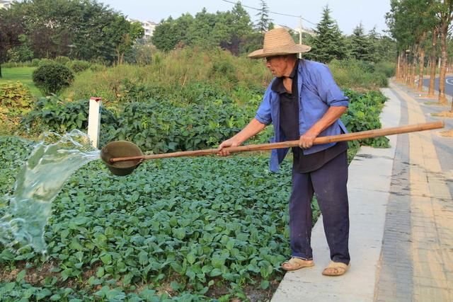 农村人粪尿做有机肥 沤肥掌握这几点 制肥周期短肥效高 快资讯