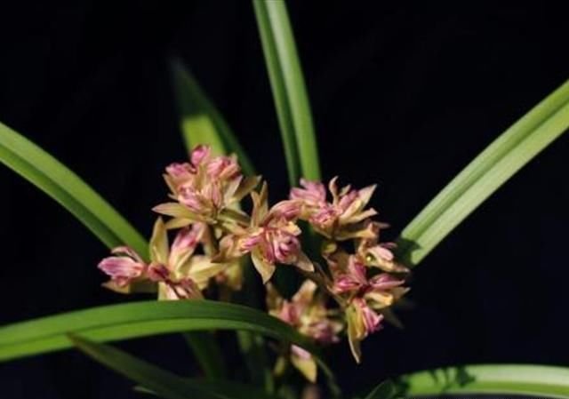 建兰花比较香的六个品种 最后一种是最香的 会芳香四溢 快资讯