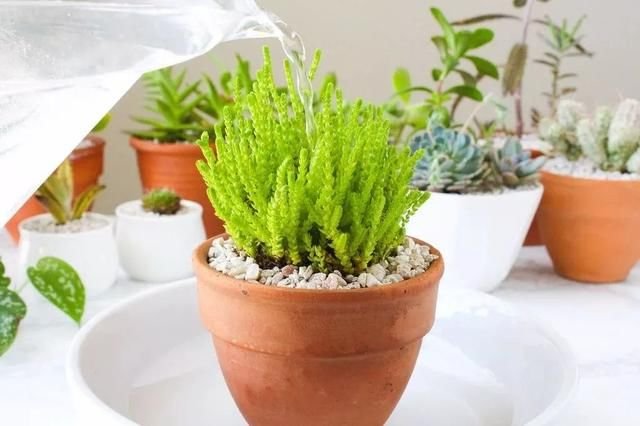 这些方法能轻松检测室内盆栽植物是否应该浇水 快资讯