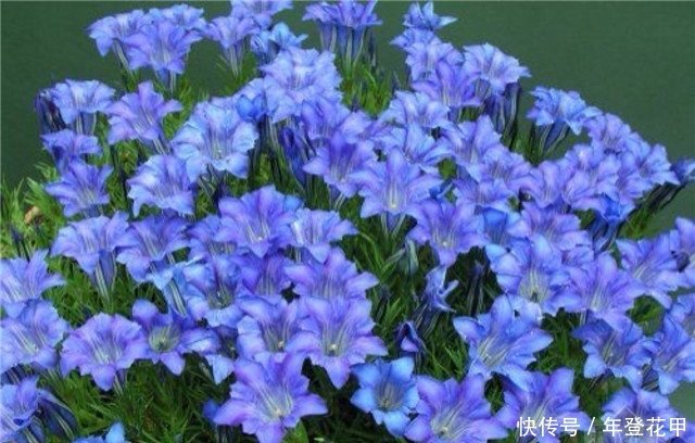 院子养花 适合养一些 开花精品 龙胆 花开紫红 美艳绝伦 快资讯