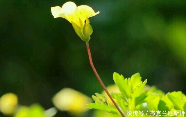 十首初夏诗词 风疏飞燕拂桐花 摘尽枇杷一树金 快资讯