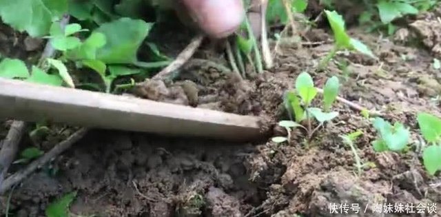 田间这种野草 叶子像一把小伞价值珍贵 农民都知可药用你认识不 快资讯 田间这种野草 叶子像一把小伞价值珍贵 农民都知可药用你认识不 快资讯