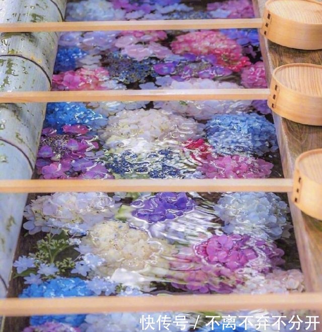 日本的紫阳花就是中国的绣球花 寓意竟然跟中国完全相反 快资讯