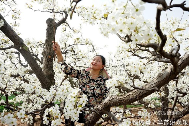 农村妇女变 蜜蜂 为梨花授粉 一天万朵花喝水站在树上 快资讯