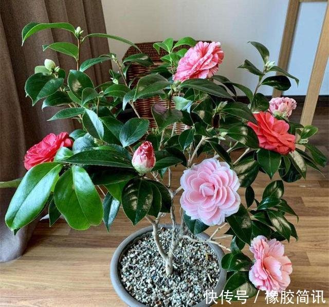 被誉为 世界名贵花木 一树多色 有枝必有花 价格便宜还好养 快资讯