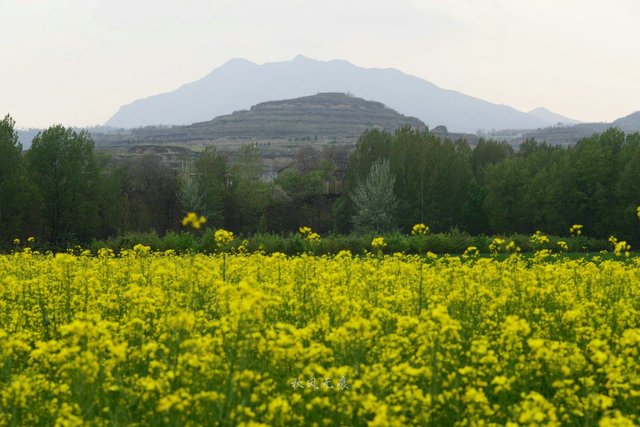 三原嵯峨山 麦田 杨树与油菜花 绘出关中北缘的春色 快资讯