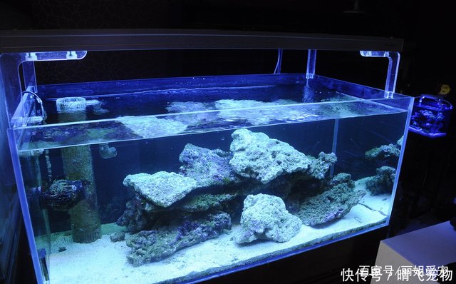 饲养海水鱼 海水缸的安装步骤有哪些 珊瑚砂不宜放太厚 快资讯