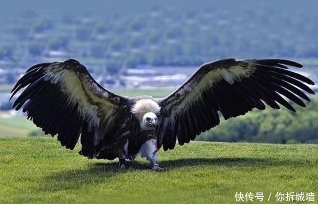 阿根廷巨鹰翼展超过了七米 在天空飞行仿佛一架轻型飞机 快资讯 阿根廷巨鹰翼展超过了七米 在天空飞行仿佛一架轻型飞机 快资讯
