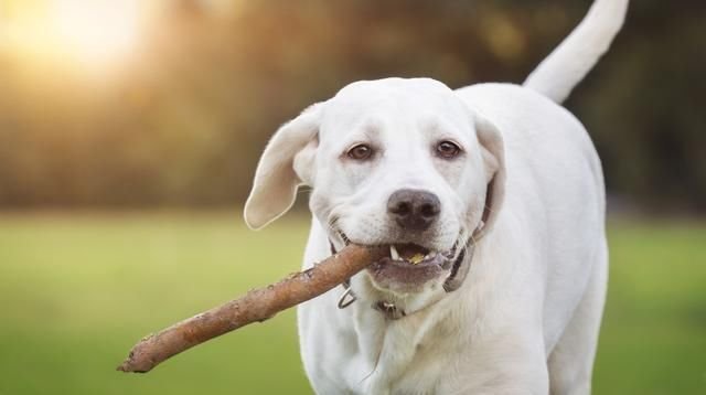 犬多呼吸 ただかわいい犬