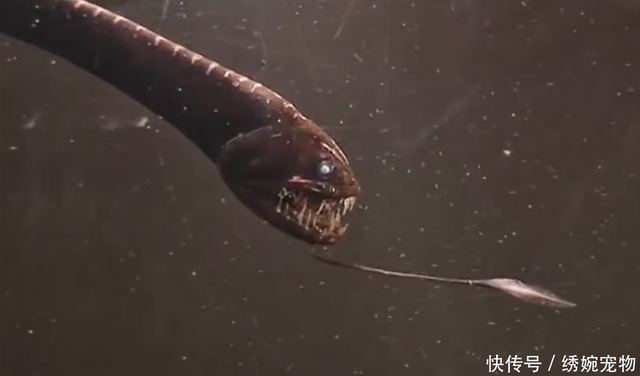 说好的一起随便长长 它却偷偷点了灯 深海蝰蛇鱼不会吓到自己吗 快资讯 说好的一起随便长长 它却偷偷点了灯 深海蝰蛇鱼不会吓到自己吗 快资讯