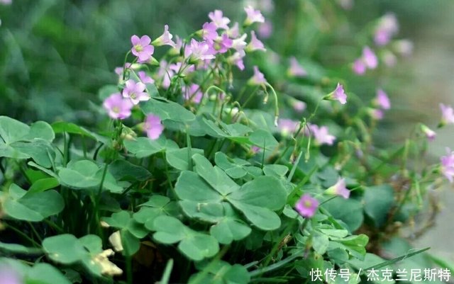 十首初夏诗词 风疏飞燕拂桐花 摘尽枇杷一树金 快资讯 十首初夏诗词 风疏飞燕拂桐花 摘尽枇杷一树金 快资讯