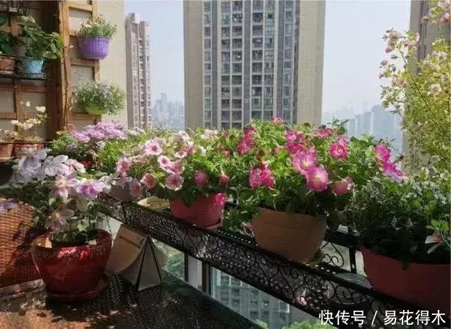 蛭石是什么 有什么特点 在花卉盆景栽培中如何使用 快资讯