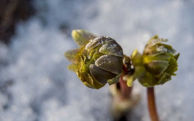 冰凌花 侧金盏花 雪莲花 福寿草 冰溜花图片 快资讯
