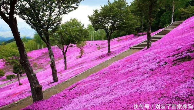 迷人粉色 家里种植一些 打造天然芝樱花 快资讯