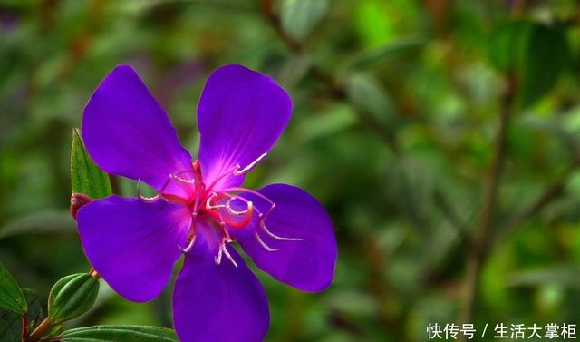 一花一世界 一叶一菩提 巴西野牡丹 花语文化赏花旅游 快资讯