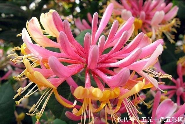 立秋后 这种花要栽2棵 开花比茉莉香 花开美如画 好看极了 快资讯 立秋后 这种花要栽2棵 开花比茉莉香 花开美如画 好看极了 快资讯