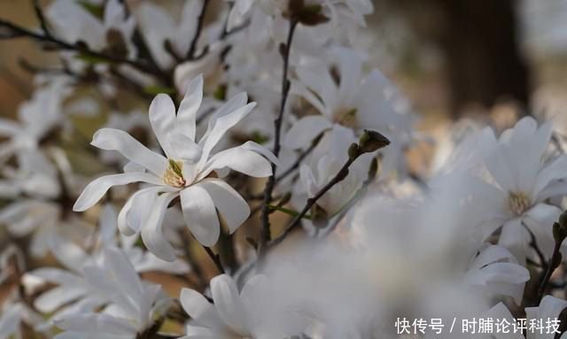 南北方通吃的星花玉兰 花开特别美 如有庭院一定不要错过 快资讯