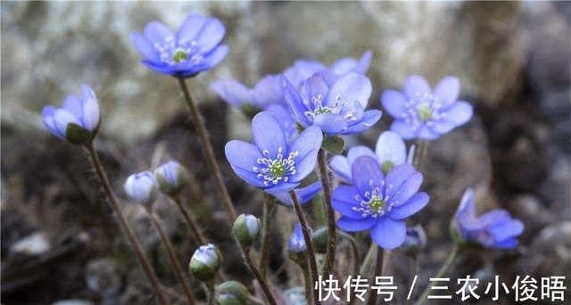 一种与樱花齐名 但好像比它更珍贵的花 快资讯 一种与樱花齐名 但好像比它更珍贵的花 快资讯