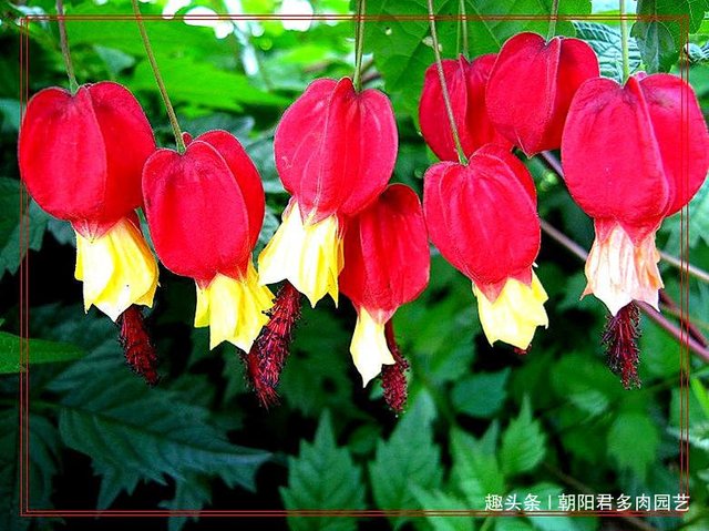 蔓性风铃花 花朵就像灯笼 浓浓的中国风 四季开花 快资讯