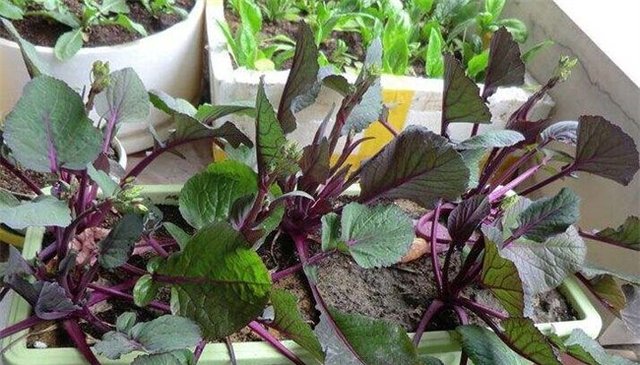 红菜苔幼苗云菜台 紫菜苔 种植历史悠久 红菜苔种植时间和方法 快资讯