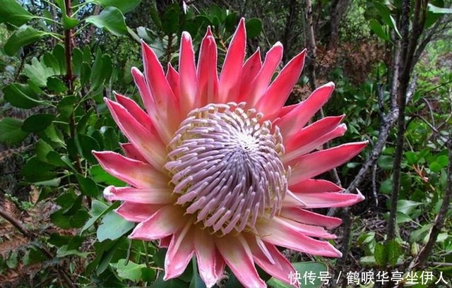 名字好听的3种花 帝王花 青紫葛 鹿葱 花开也十分漂亮 快资讯 名字好听的3种花 帝王花 青紫葛 鹿葱 花开也十分漂亮 快资讯