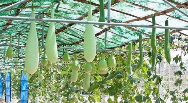 农业种植 冬瓜矮架密植早熟高产的方法 快资讯