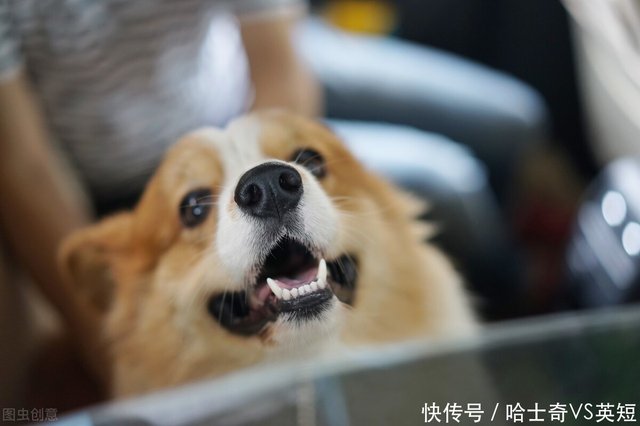 最凶猛的中小型犬 别惹它们 看到最好绕路走 快资讯