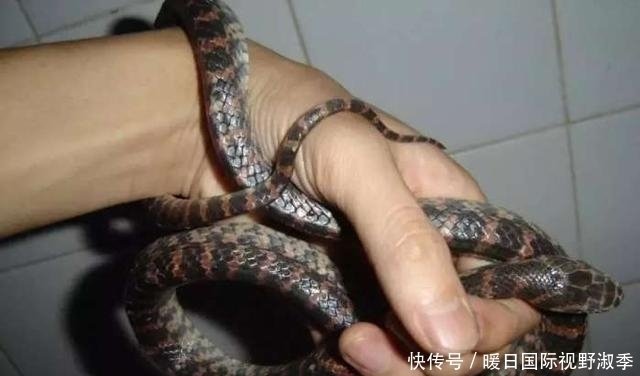 全球10大最毒蛇排名 蛇王毒性是响尾蛇300倍 相当眼镜王蛇倍 快资讯