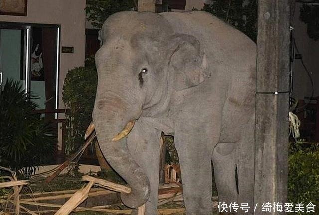 野生大象闯入民居找食物 谁来驱赶都不怕 却败给了一只3岁猫咪 快资讯 野生大象闯入民居找食物 谁来驱赶都不怕 却败给了一只3岁猫咪 快资讯