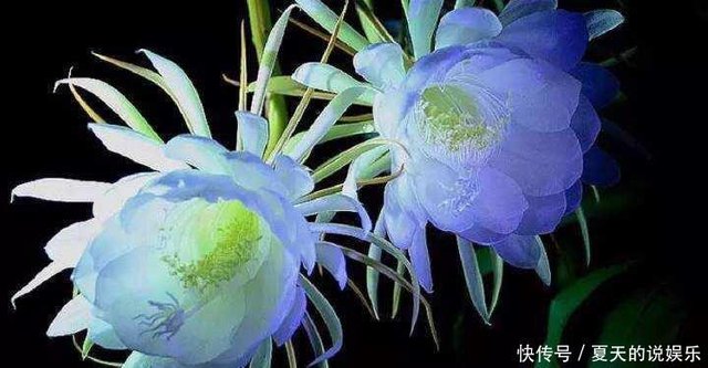 月下美人 昙花 一现 虽短暂 学会养护 年年有的开 快资讯