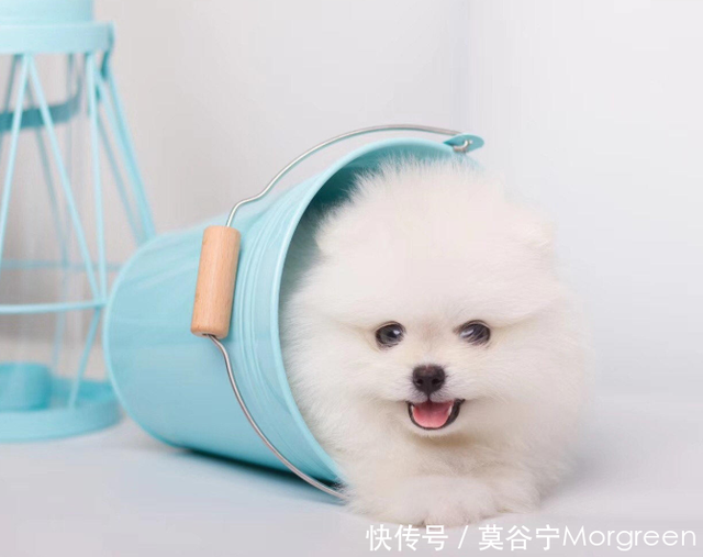 干货篇 茶杯犬的饲养小技巧 一定要get起来哦 快资讯