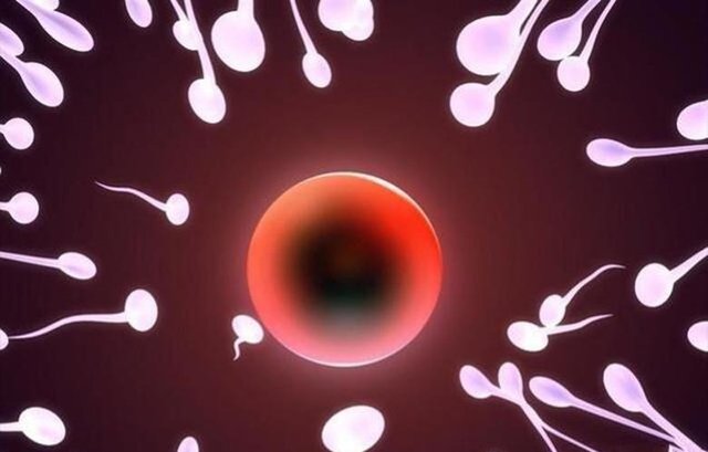 排卵期和排卵日是什么意思 排卵期哪些表现表示可以怀孕 快资讯