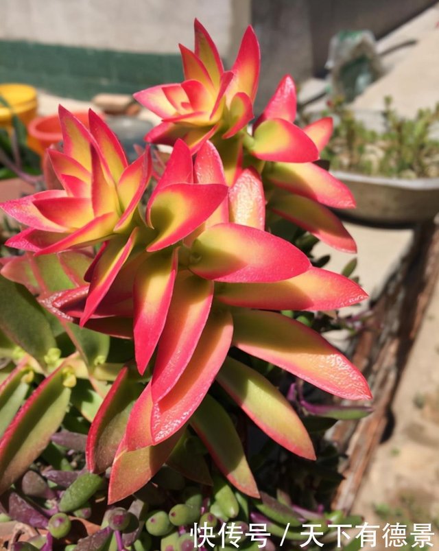 多肉植物区分 简介火祭 赤鬼城 初吻 大叶秀妍 你认识吗 快资讯 多肉植物区分 简介火祭 赤鬼城 初吻 大叶秀妍 你认识吗 快资讯