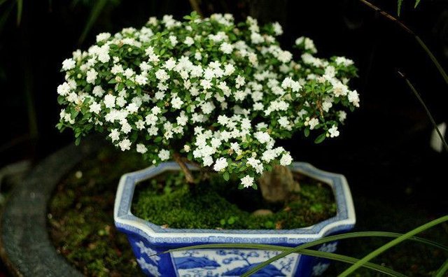 此小型木本植物 花叶俱美 栽培容易 是盆栽佳品 还可做盆景 快资讯 此小型木本植物 花叶俱美 栽培容易 是盆栽佳品 还可做盆景 快资讯