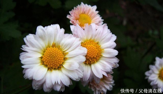 喜欢菊花 不如养盆 珍奇名菊 小白菊 花团紧促 清新可人 快资讯